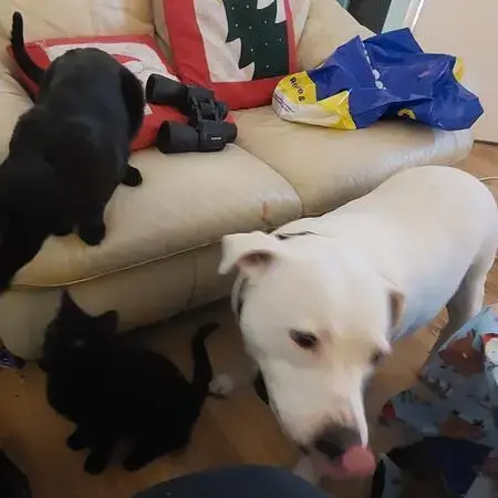 Staffordshire Bull Terrier