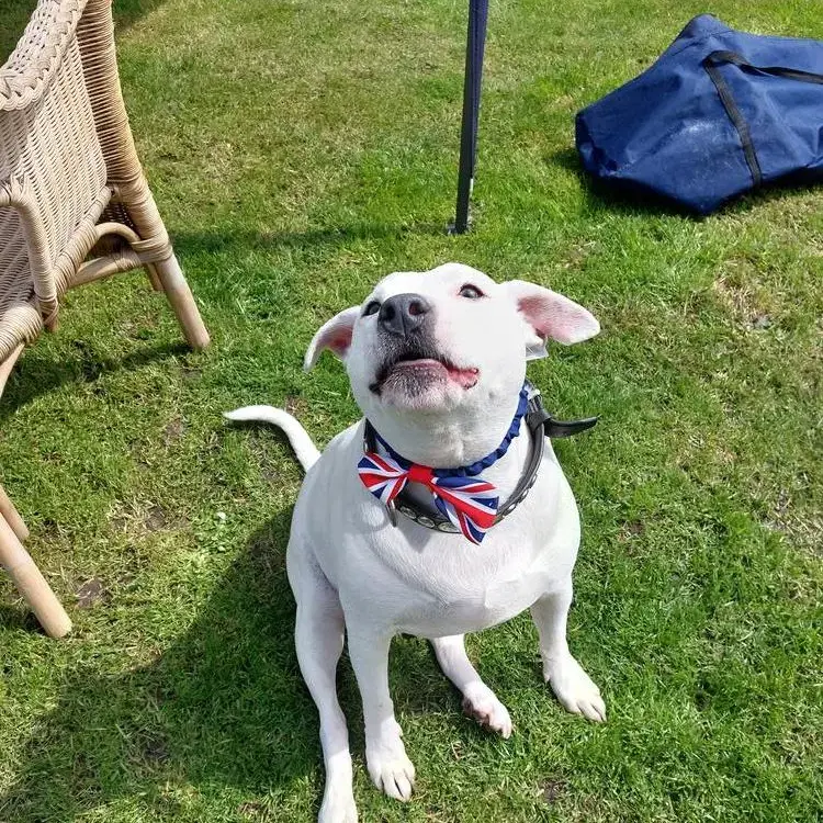 Staffordshire Bull Terrier