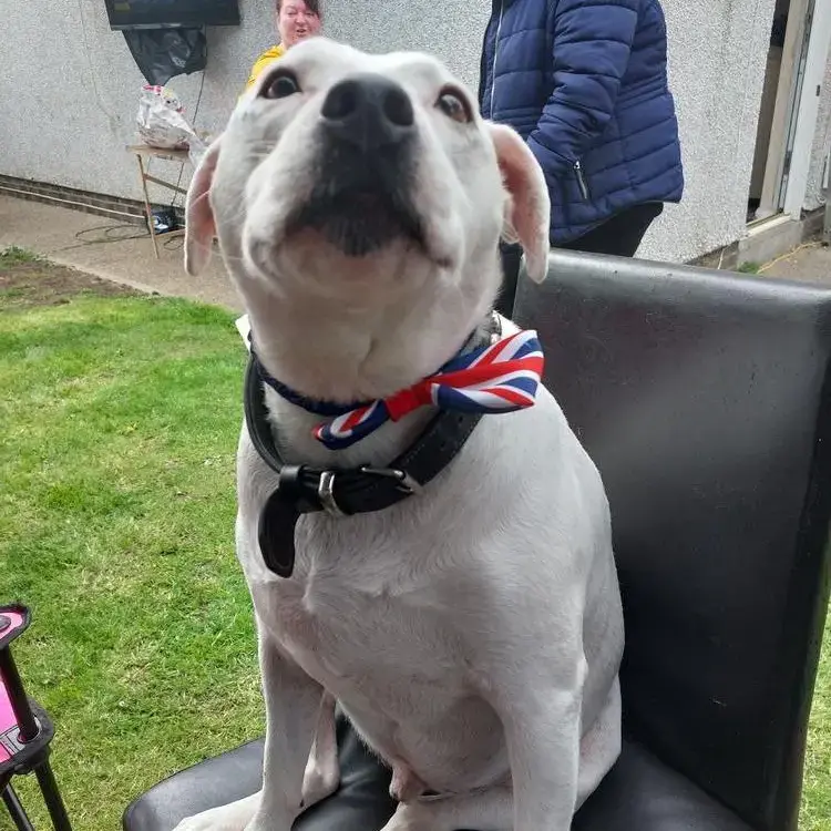 Staffordshire Bull Terrier