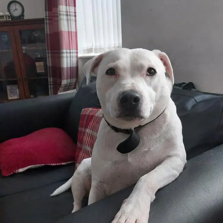 Staffordshire Bull Terrier