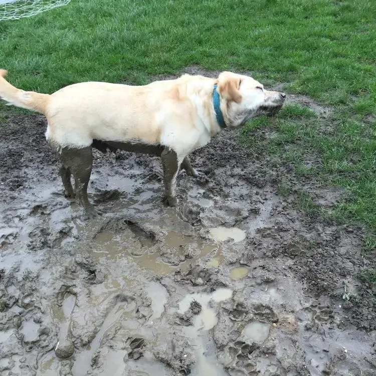 Labrador Retriever