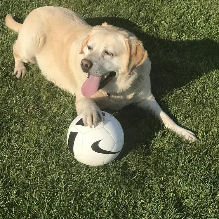 Labrador Retriever