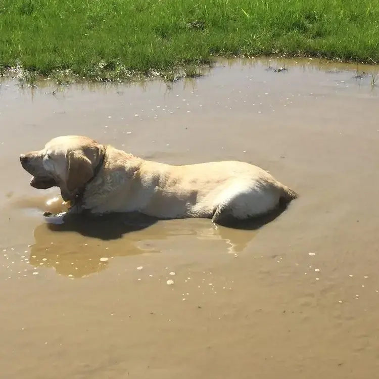 Labrador Retriever