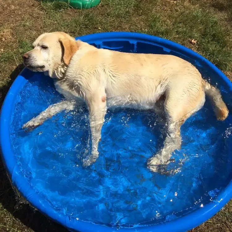 Labrador Retriever