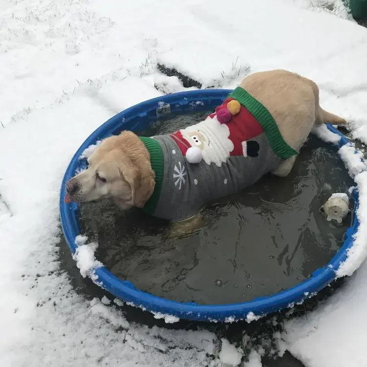 Labrador Retriever
