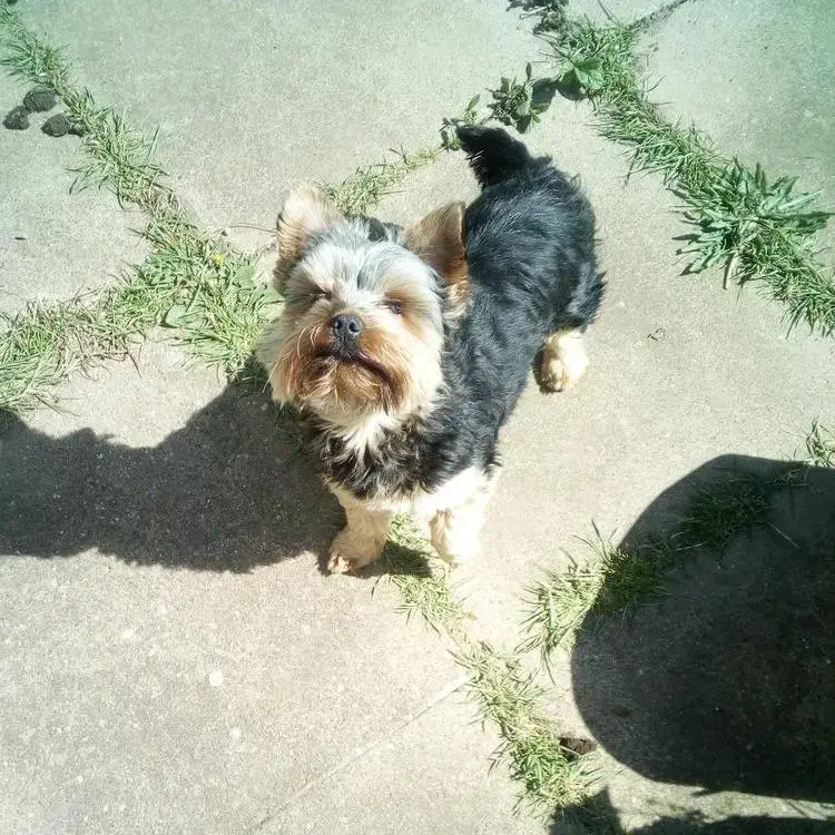 Yorkshire Terrier