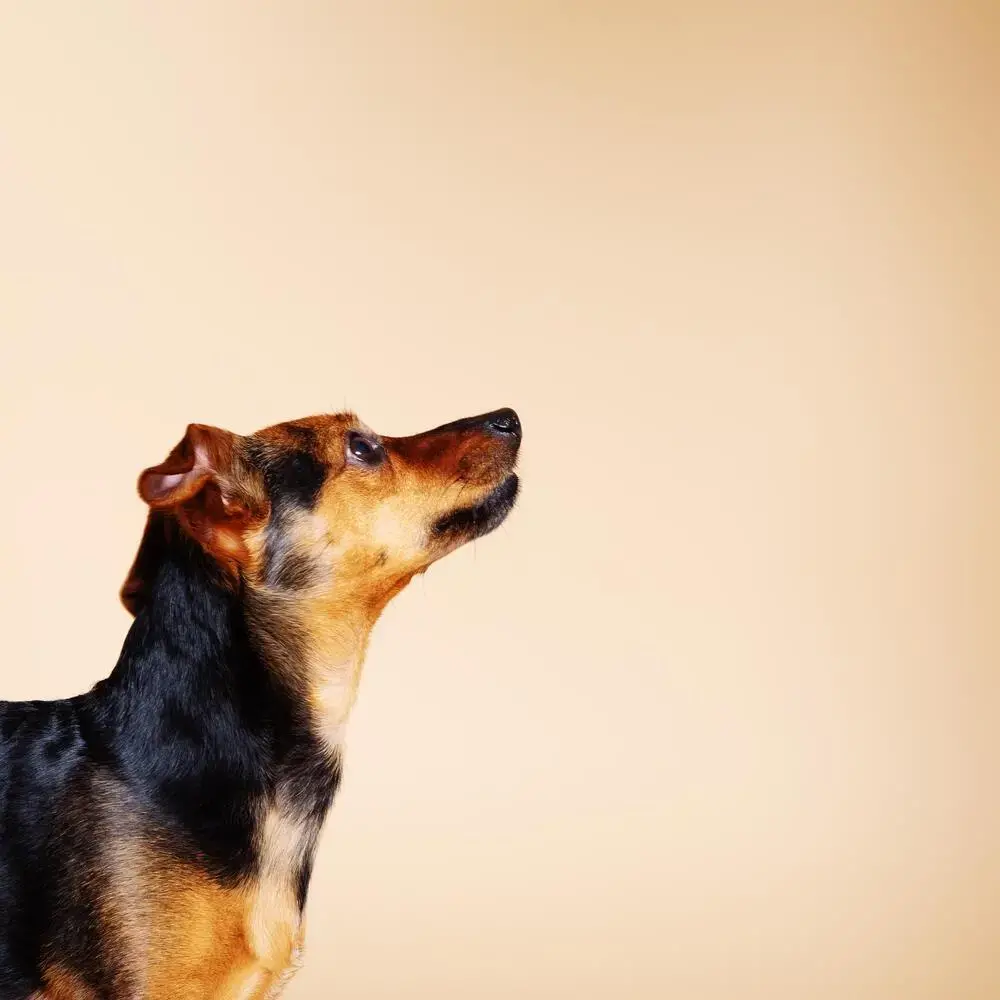 Jack Russell Terrier