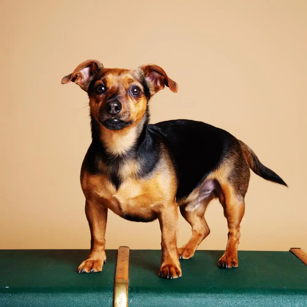 Jack Russell Terrier