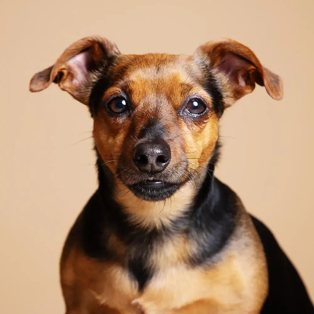 Jack Russell Terrier