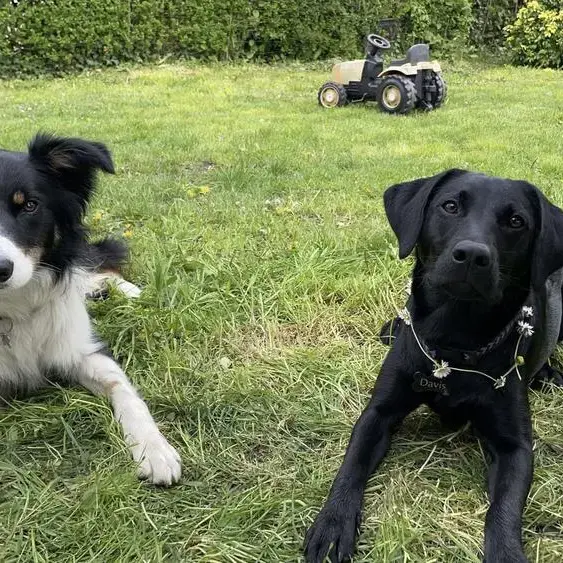 Labrador Retriever