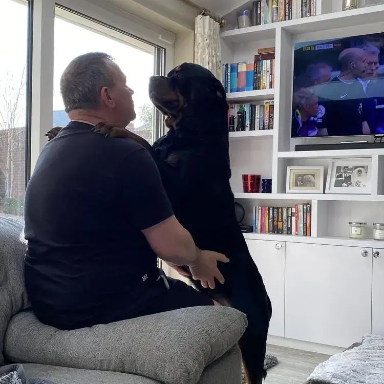 Rottweiler