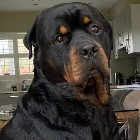Rottweiler