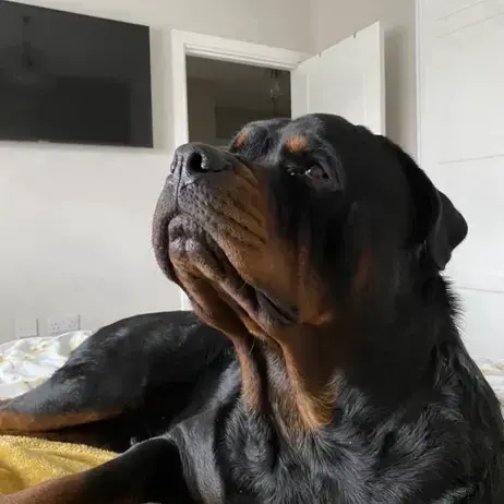 Rottweiler