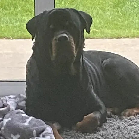 Rottweiler