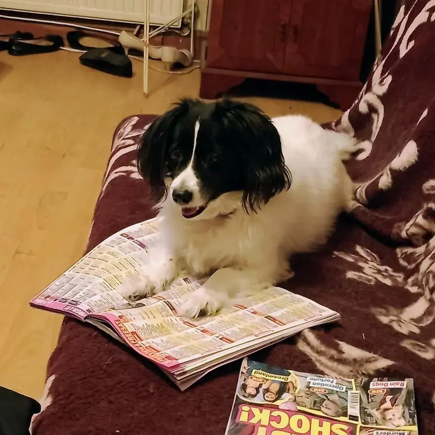 Cocker Spaniel (English)