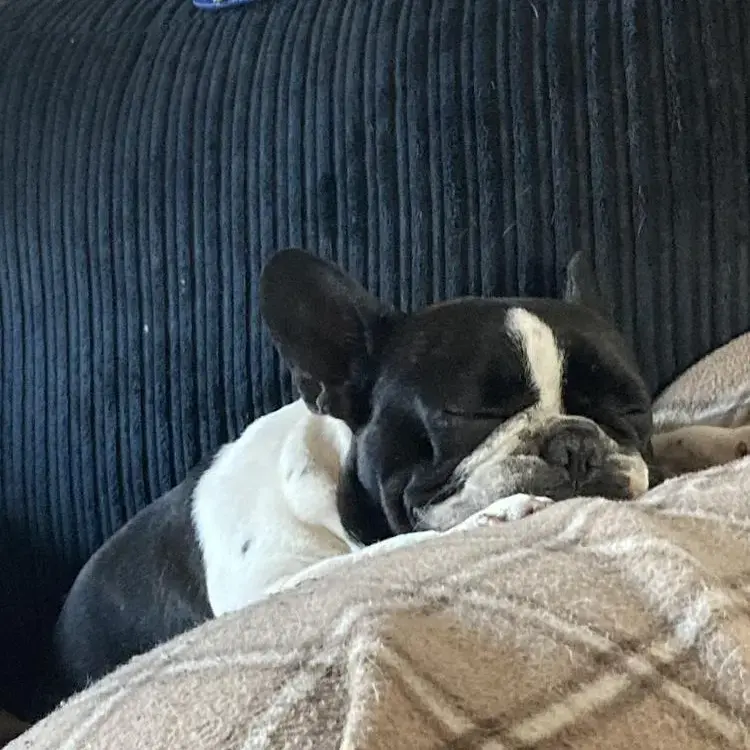 French Bulldog