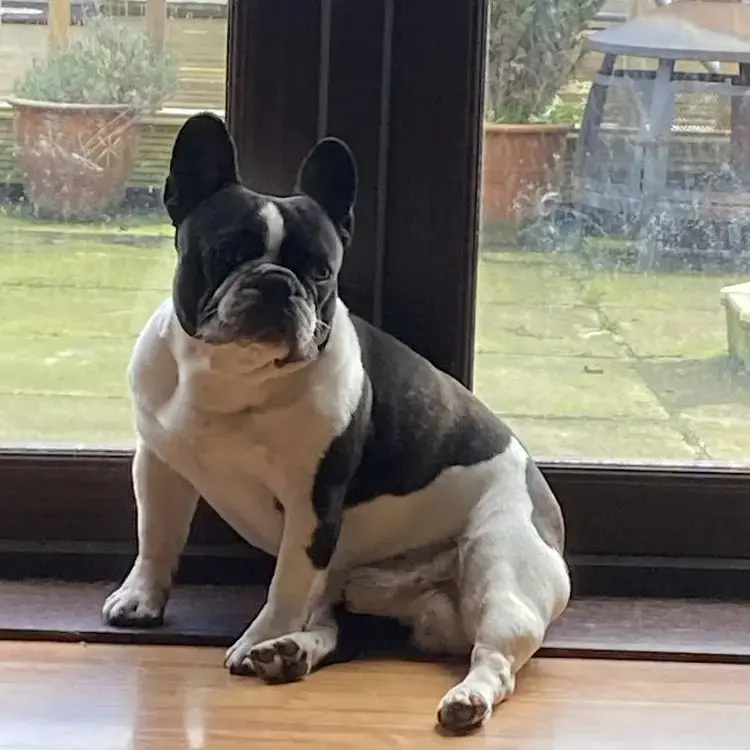 French Bulldog