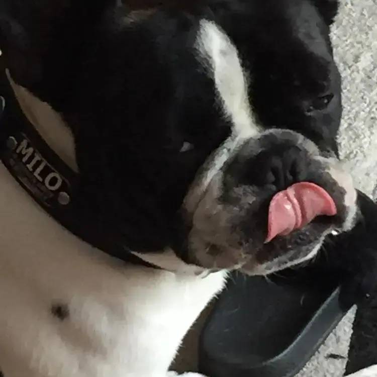 French Bulldog