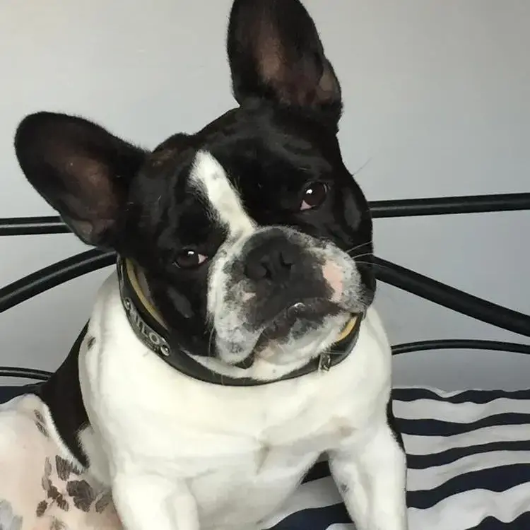 French Bulldog