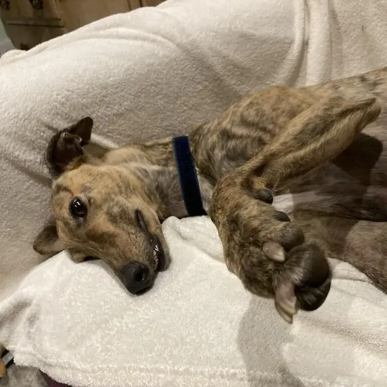 Greyhound