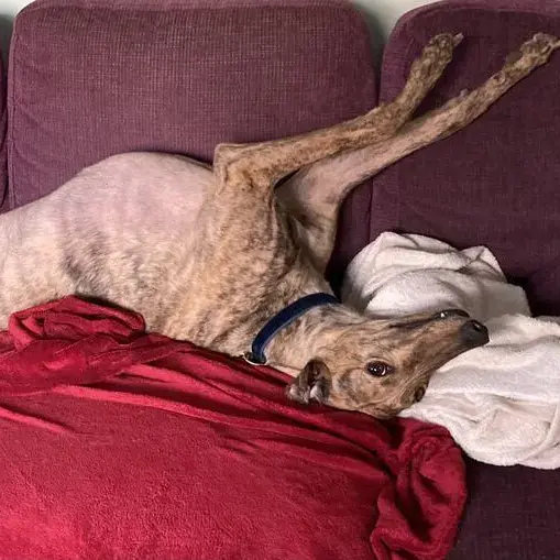 Greyhound
