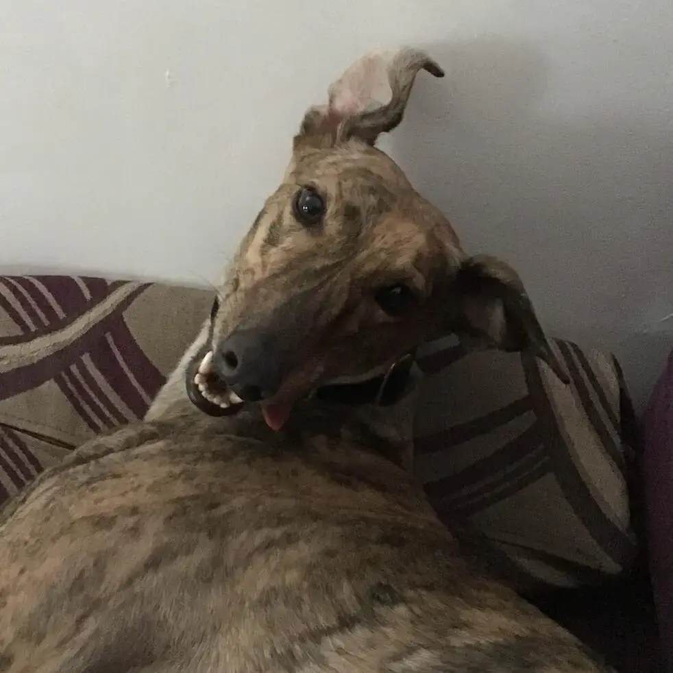 Greyhound