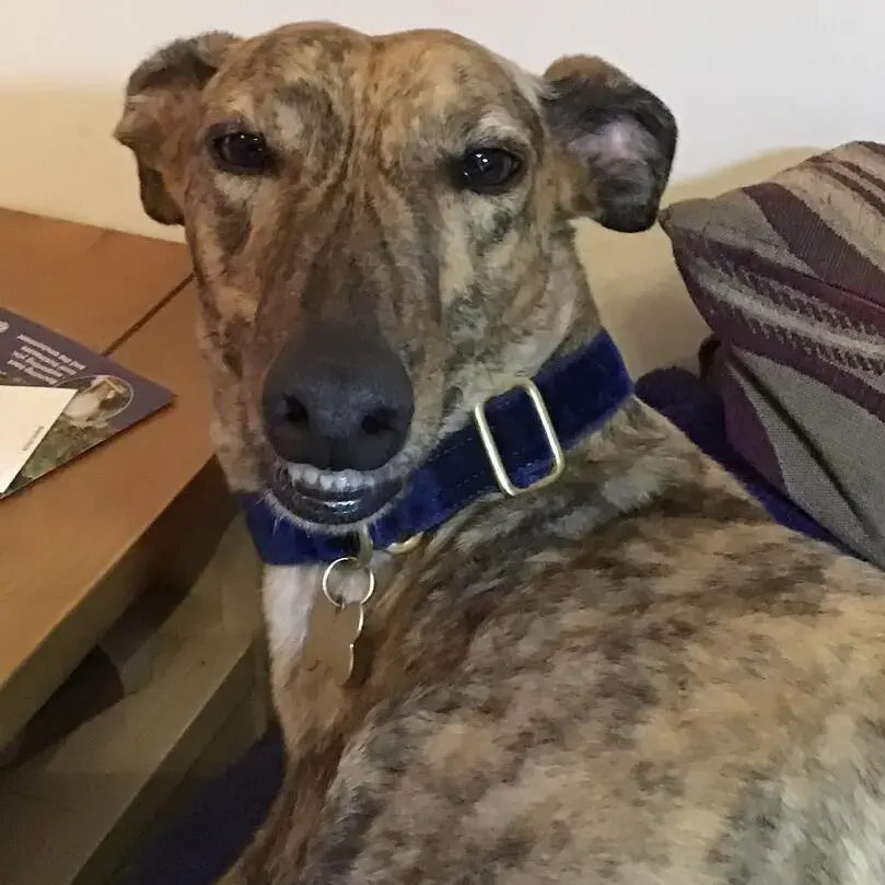 Greyhound