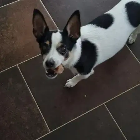 Jack Russell Terrier