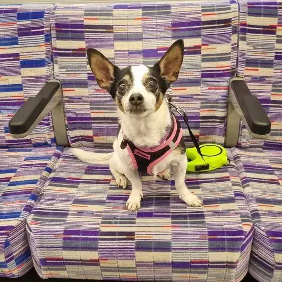 Jack Russell Terrier