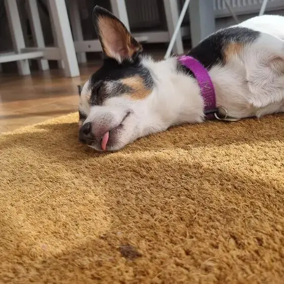 Jack Russell Terrier