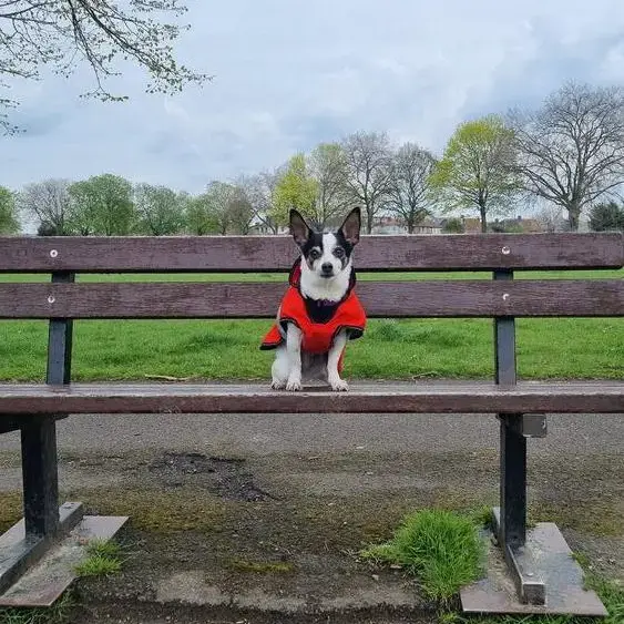 Jack Russell Terrier