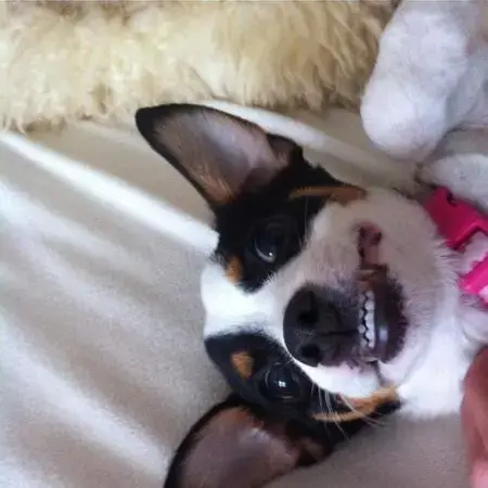 Jack Russell Terrier