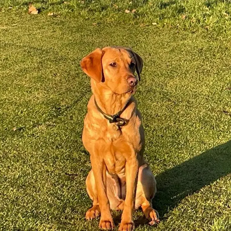 Labrador Retriever