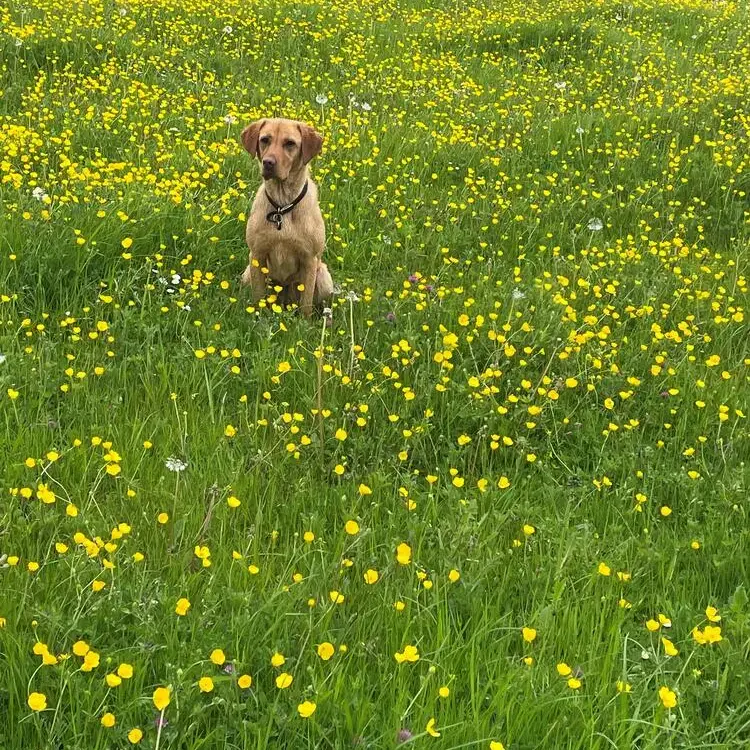 Labrador Retriever