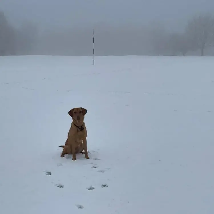 Labrador Retriever