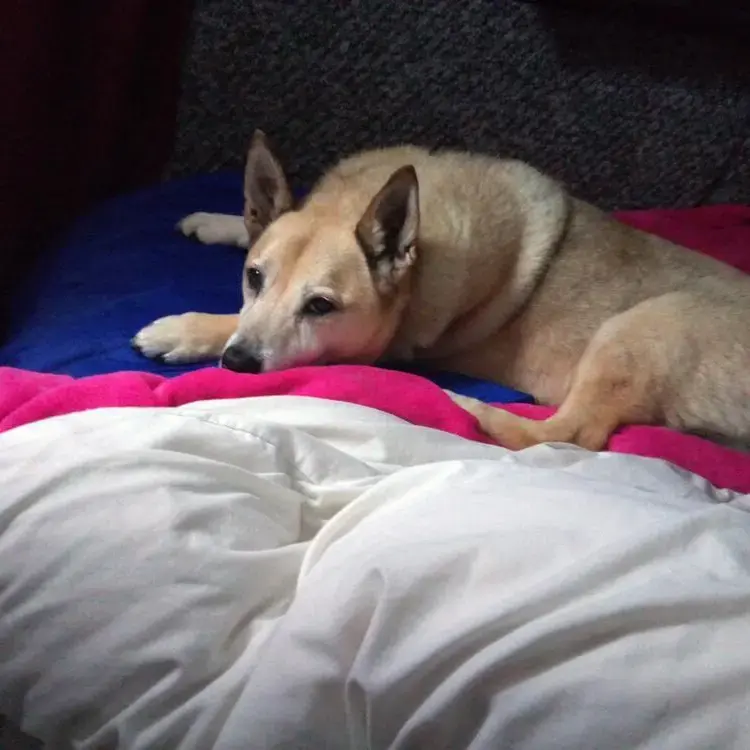 Staffordshire Bull Terrier