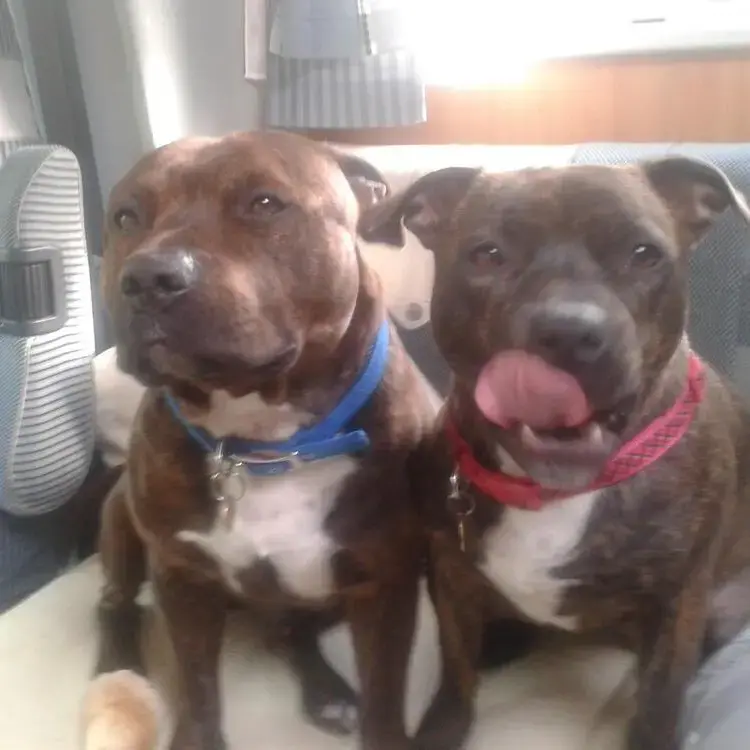 Staffordshire Bull Terrier
