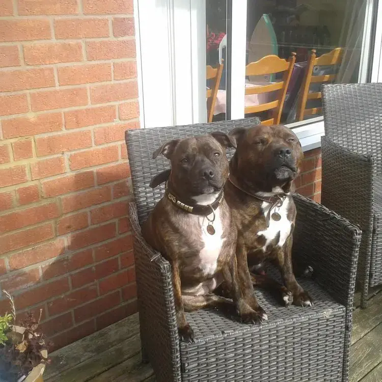 Staffordshire Bull Terrier