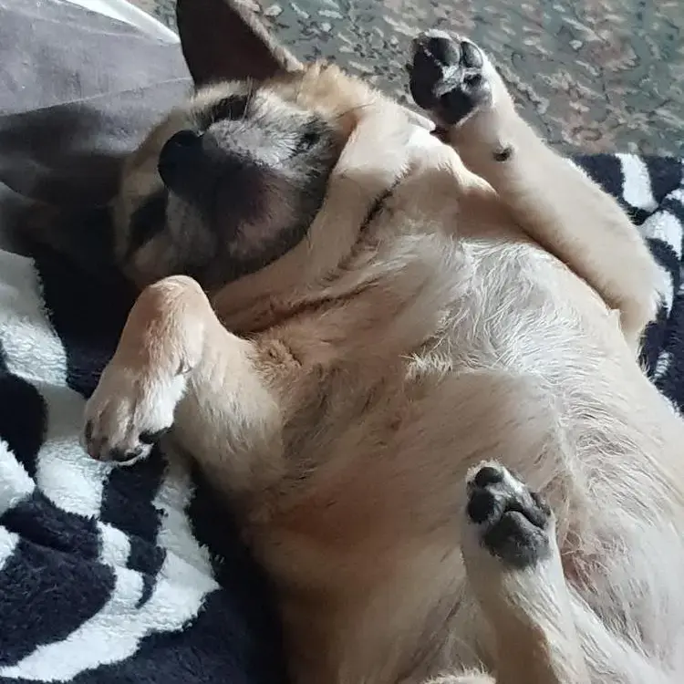 Chihuahua (Smooth Coat)