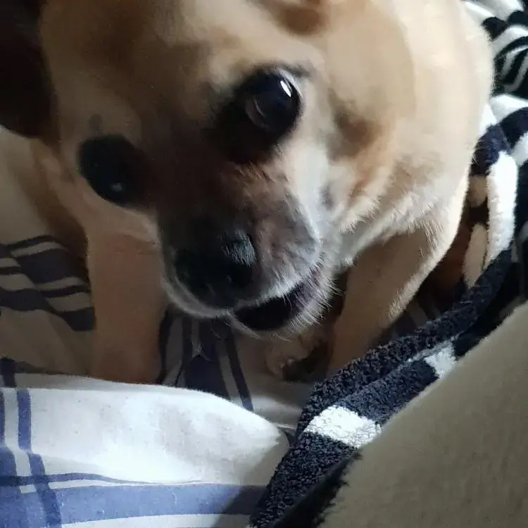 Chihuahua (Smooth Coat)