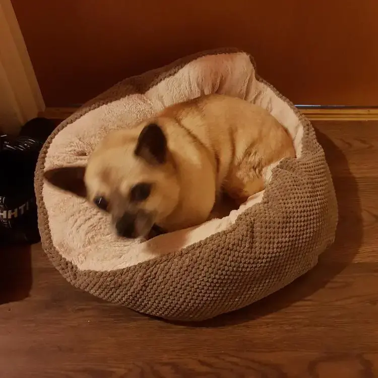 Chihuahua (Smooth Coat)