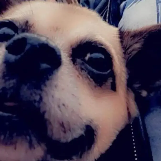 Chihuahua (Smooth Coat)