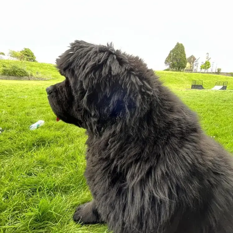 Newfoundland