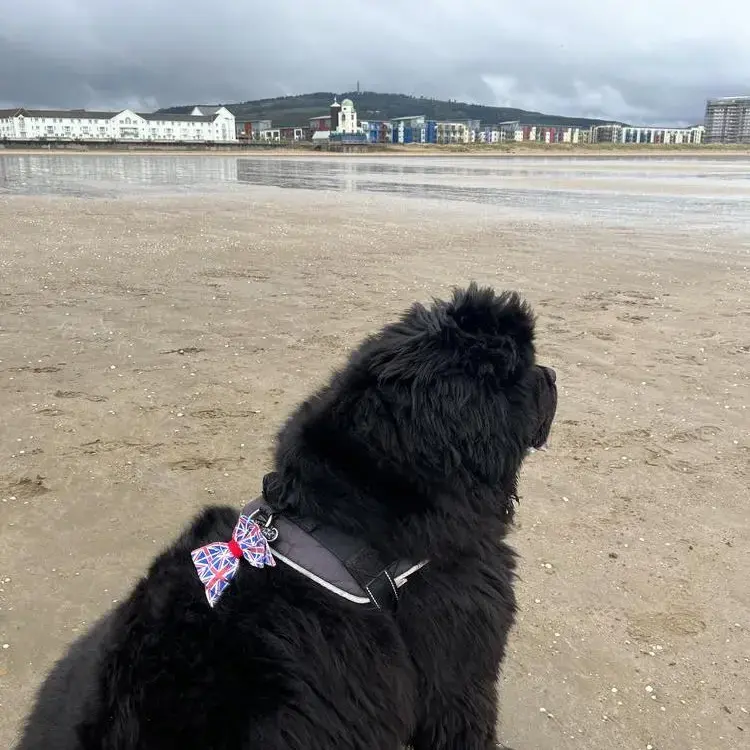 Newfoundland
