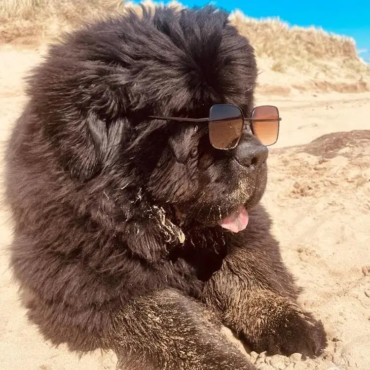 Newfoundland