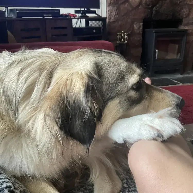 Anatolian Shepherd Dog