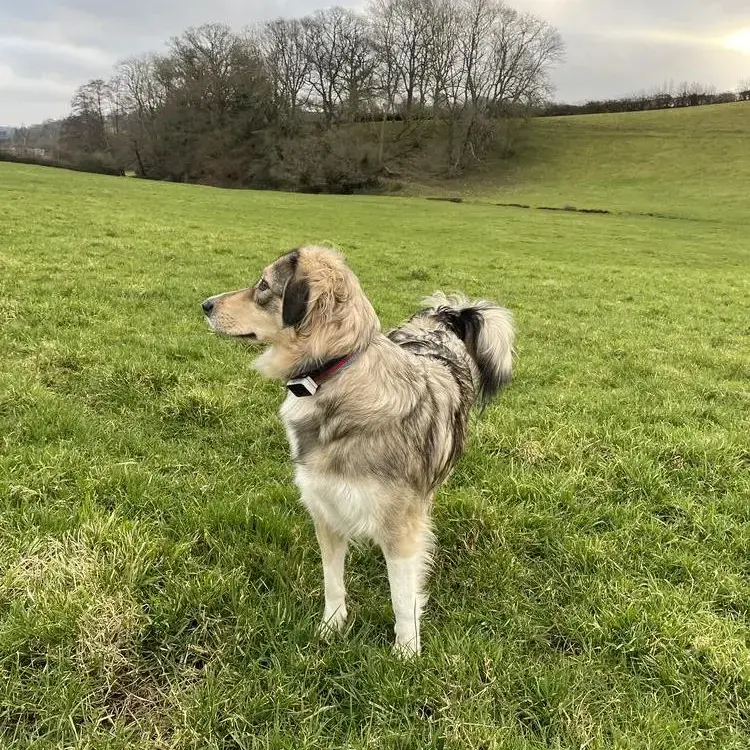 Anatolian Shepherd Dog
