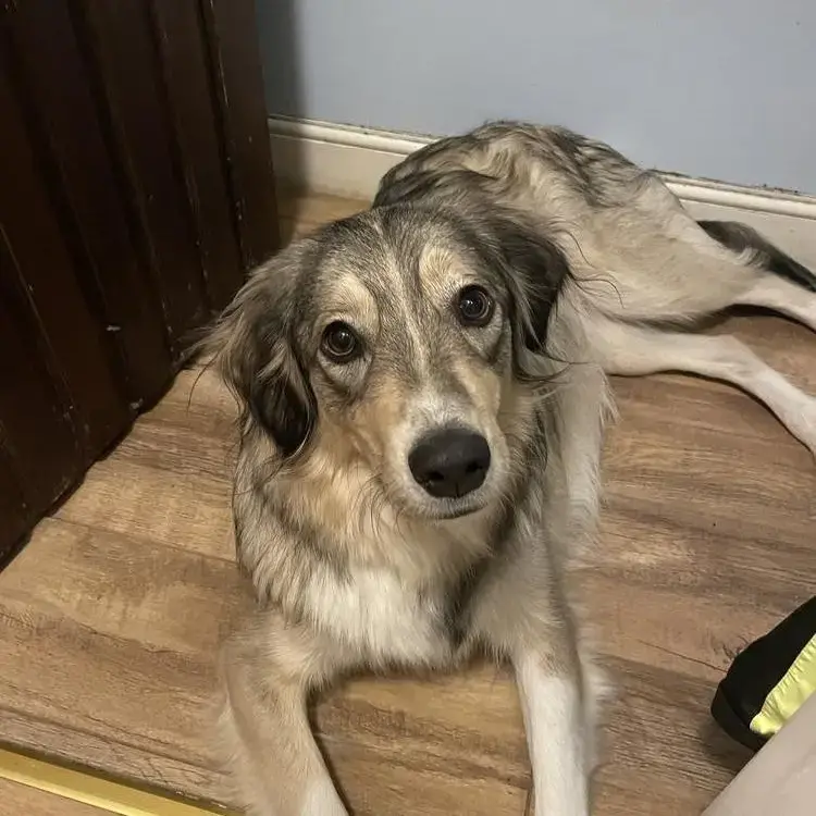 Anatolian Shepherd Dog