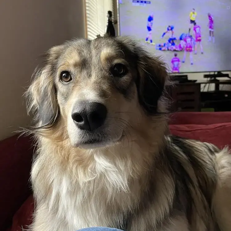 Anatolian Shepherd Dog