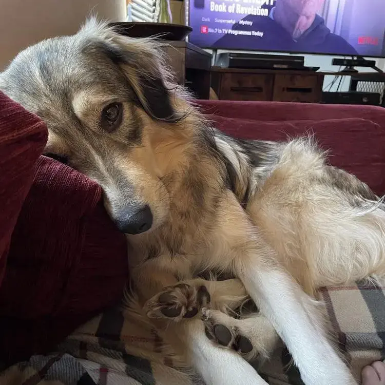 Anatolian Shepherd Dog